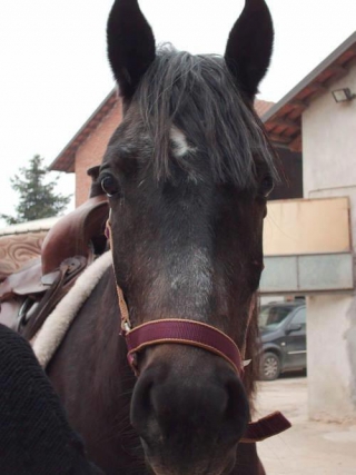  Riding school in Asti 